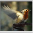 Erithacus rubecula - Rotkehlchen 19.jpg